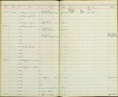 Tachyphonus cristatus orinocensis J. T. Zimmer & Phelps 1945的圖片