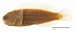 Image of Blackspot coralblenny