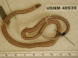 Image of Phalotris bilineatus (A. M. C. Duméril, Bibron & A. H. A. Duméril 1854)