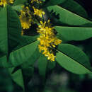 Sivun Roucheria calophylla Planch. kuva