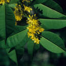 Image of Roucheria calophylla Planch.