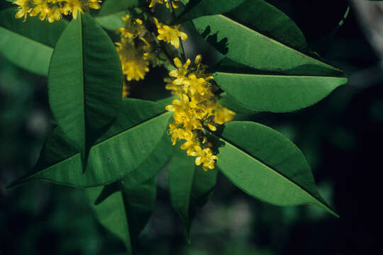 Image of Roucheria calophylla Planch.