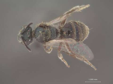 Image of Halictus