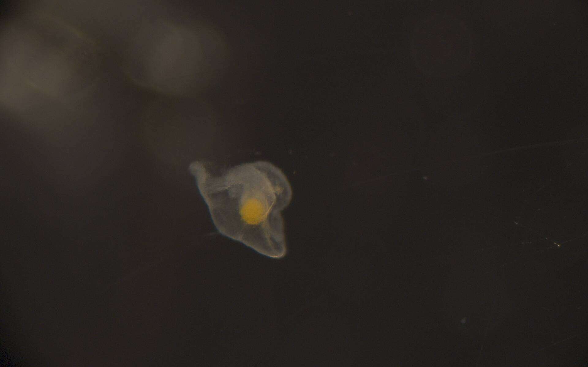 Image of Heteronemertea