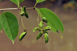 Image of Combretum Loefl.