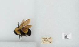 Слика од Bombus affinis Cresson 1864