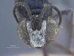 Image of Podalonia caerulea Murray 1940