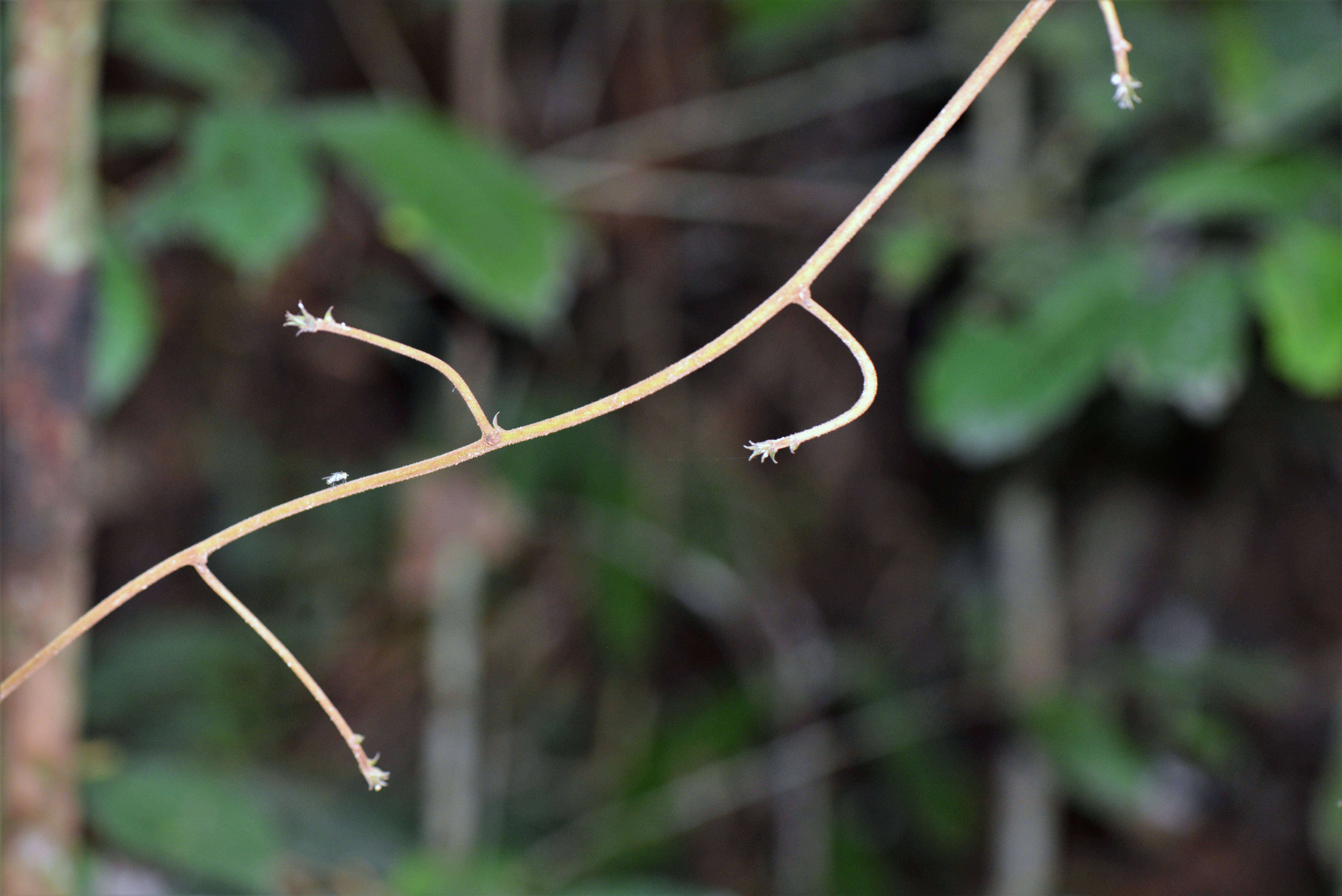 Image of Fabaceae