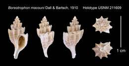 Sivun Boreotrophon macouni Dall & Bartsch 1910 kuva