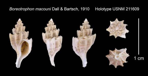 Image of Boreotrophon macouni Dall & Bartsch 1910