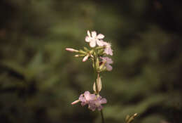 Image of wild blue phlox