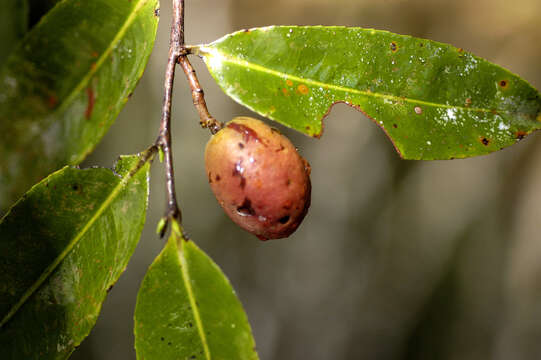 Image of Humiriastrum cuspidatum (Benth.) Cuatrec.