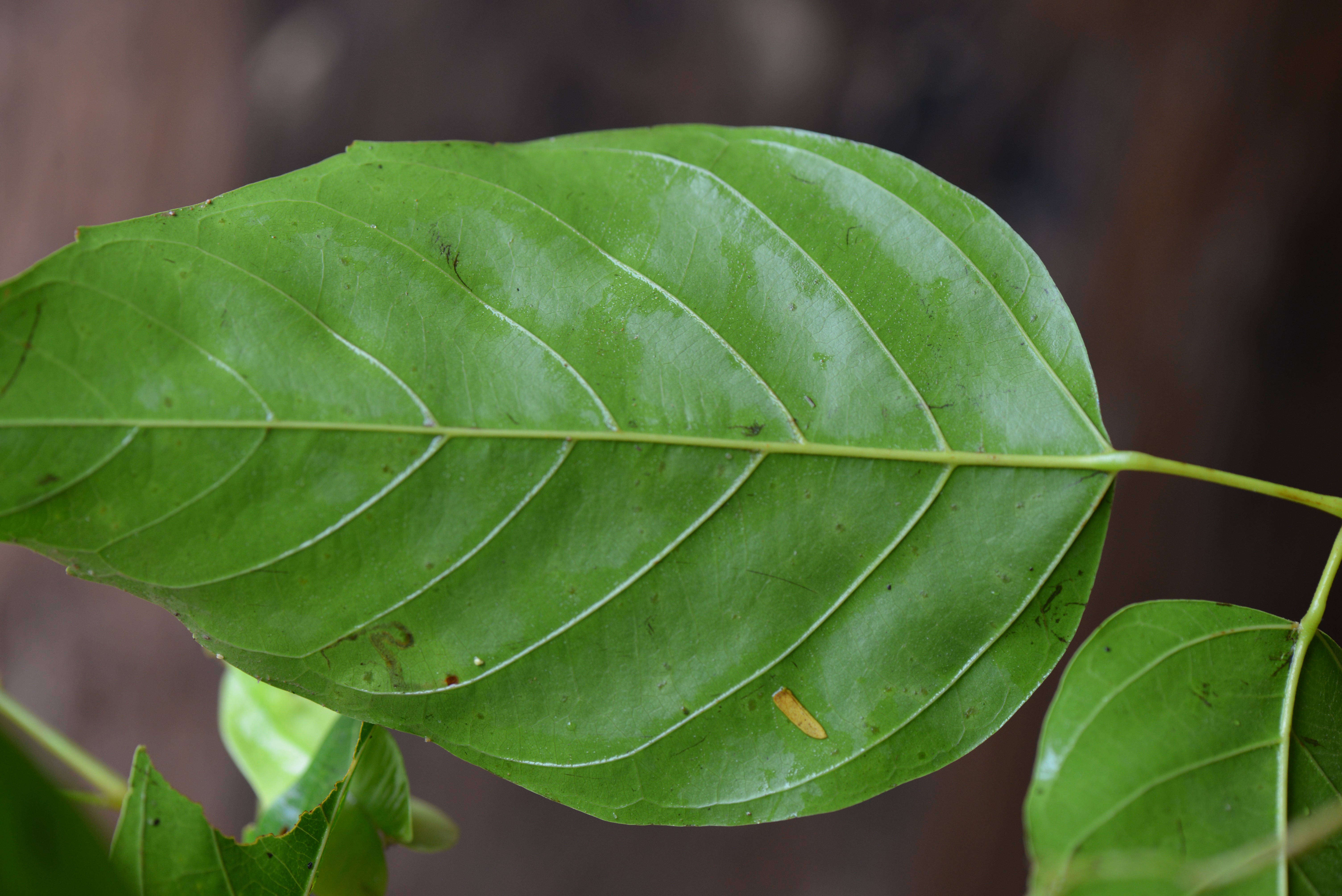 Image of Thinouia myriantha Triana & Planch.