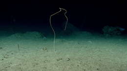 Image of long sea whip