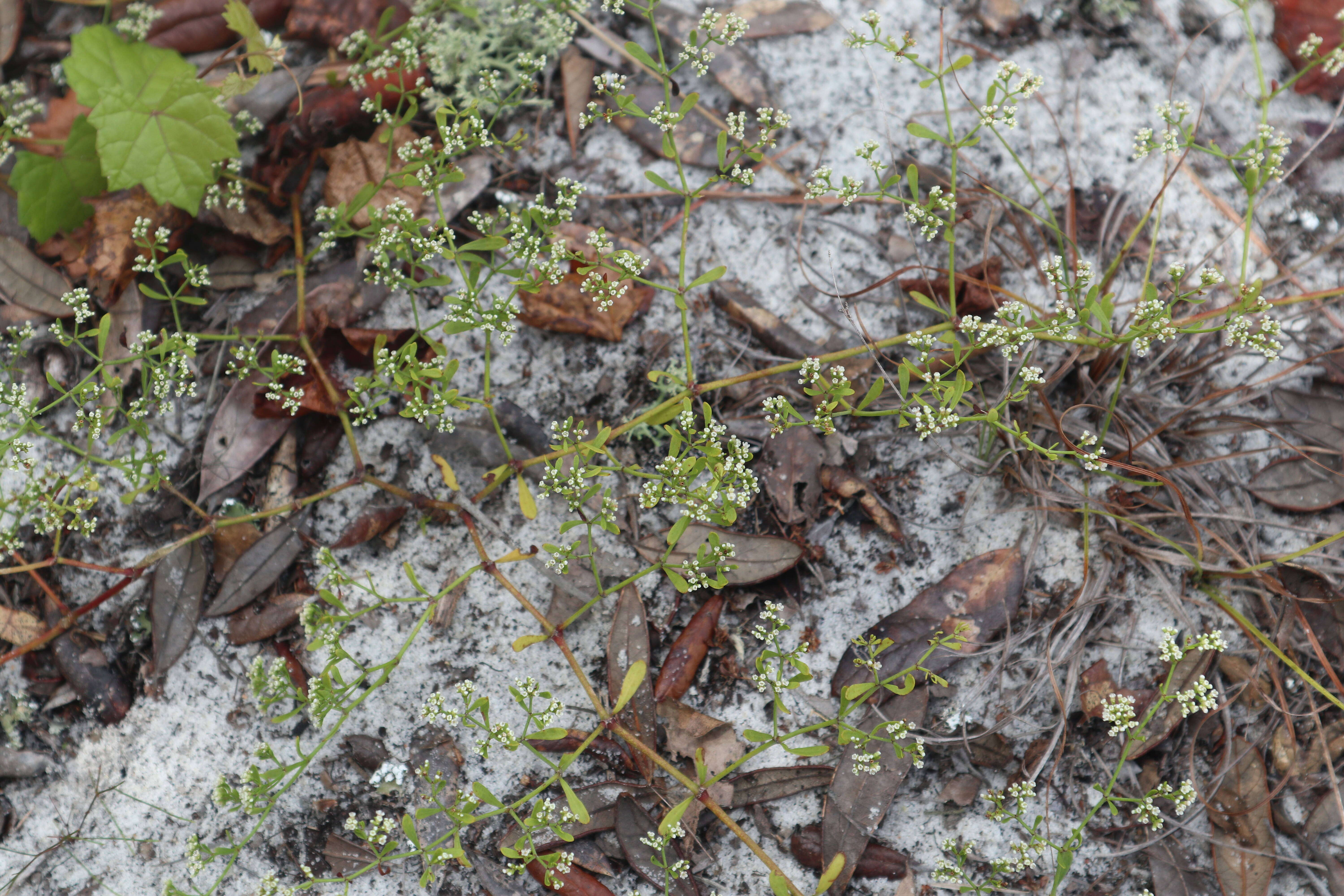 Image of American nailwort