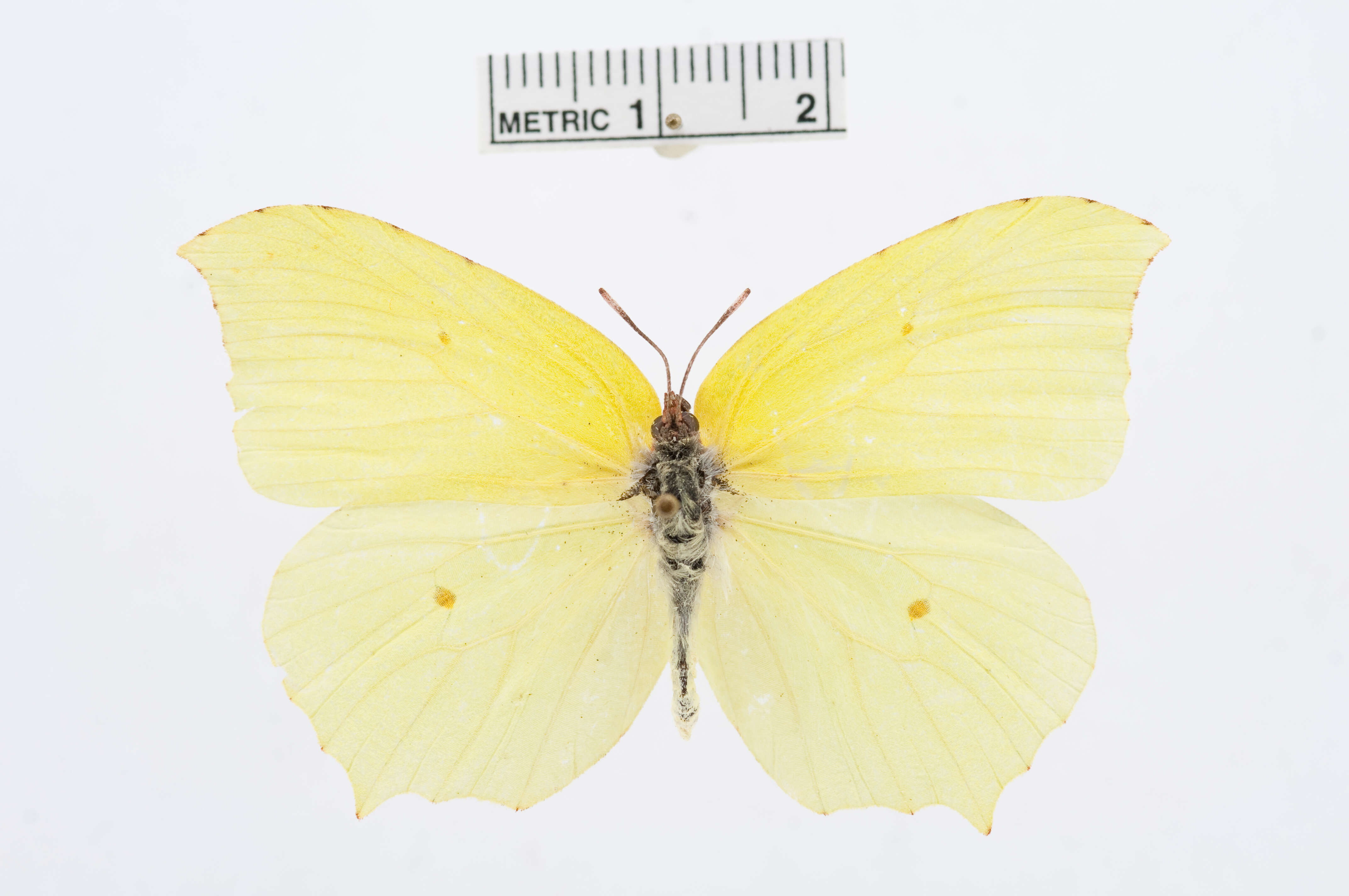 Image of Gonepteryx farinosa (Zeller 1847)