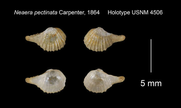 Image of Cardiomya pectinata (Carpenter 1865)