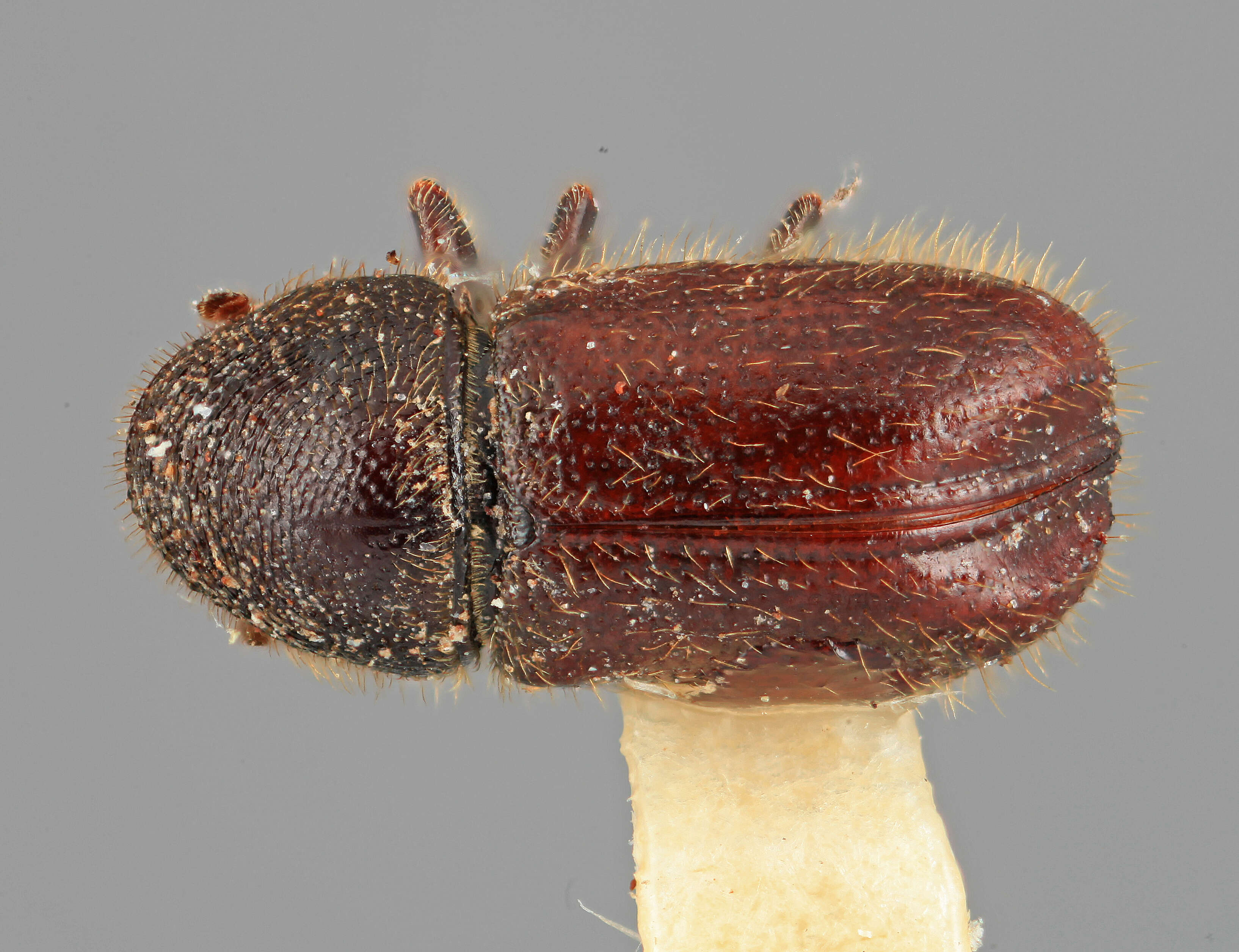 Imagem de Conophthorus mexicanus Wood 1962