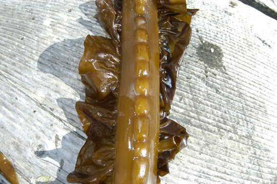 Image of Phaeophyceae