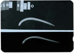 Image of Olivaceous wormfish