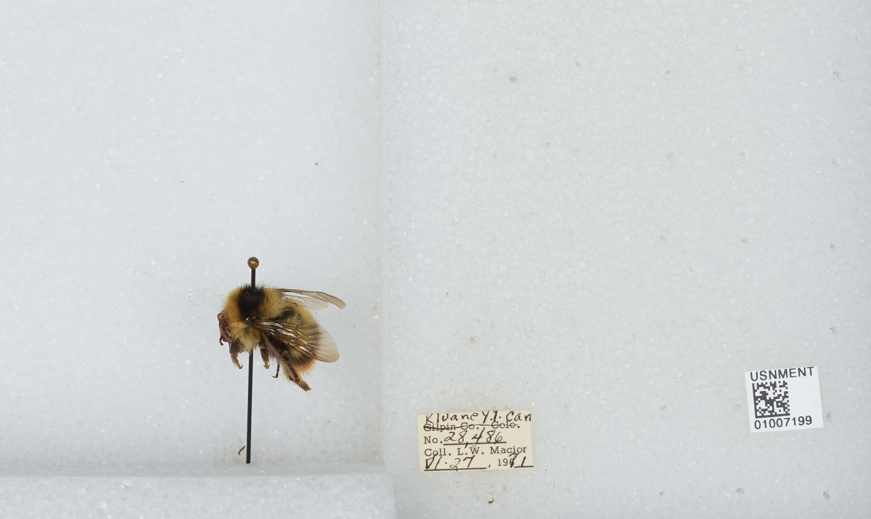 Image of Frigid Bumble Bee