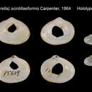 Sivun Cooperella subdiaphana (Carpenter 1864) kuva