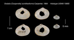 Imagem de Cooperella Carpenter 1864