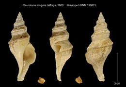 Image of Pleurotoma insignis Jeffreys 1883