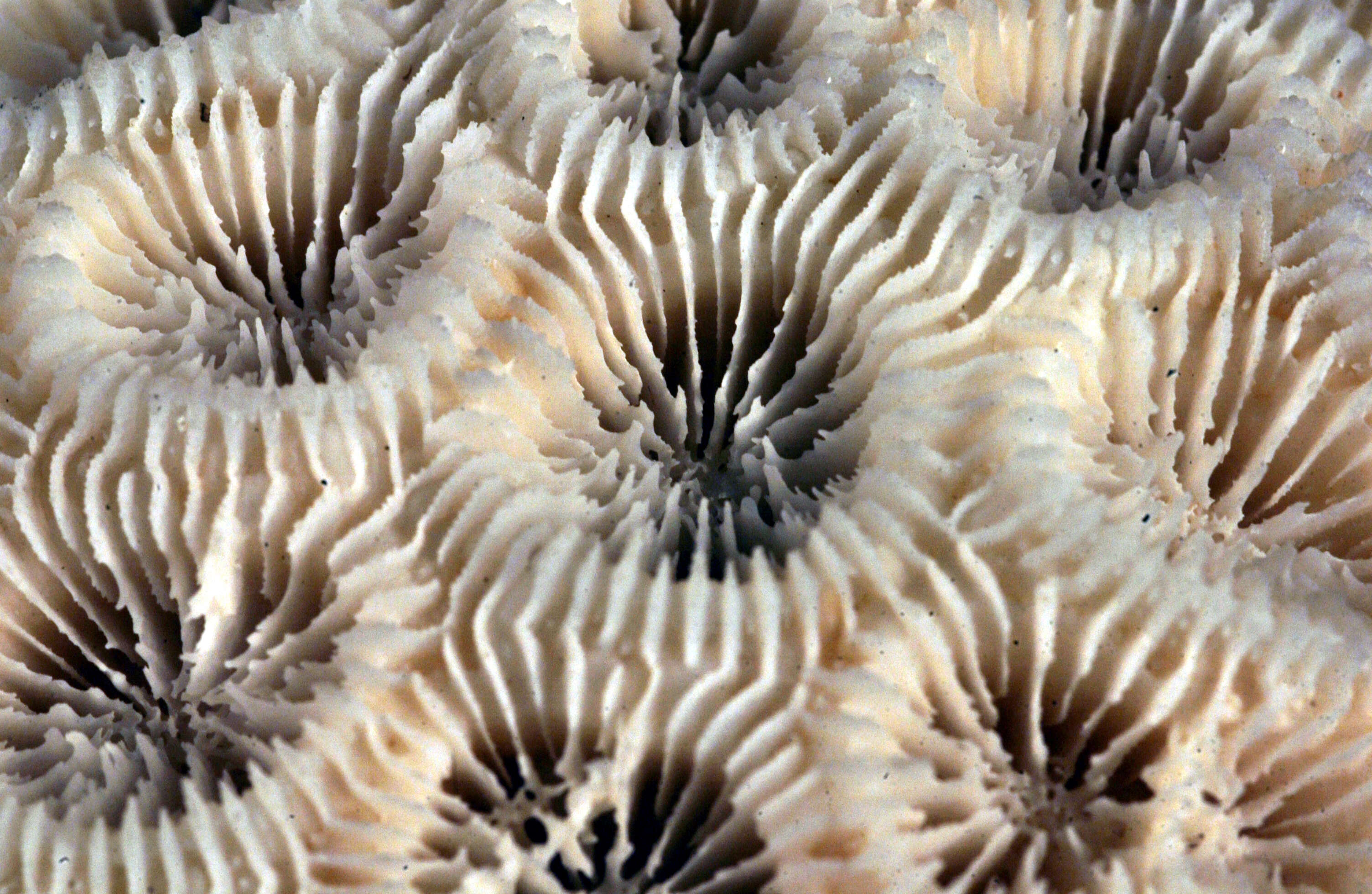 Image of Knob Coral