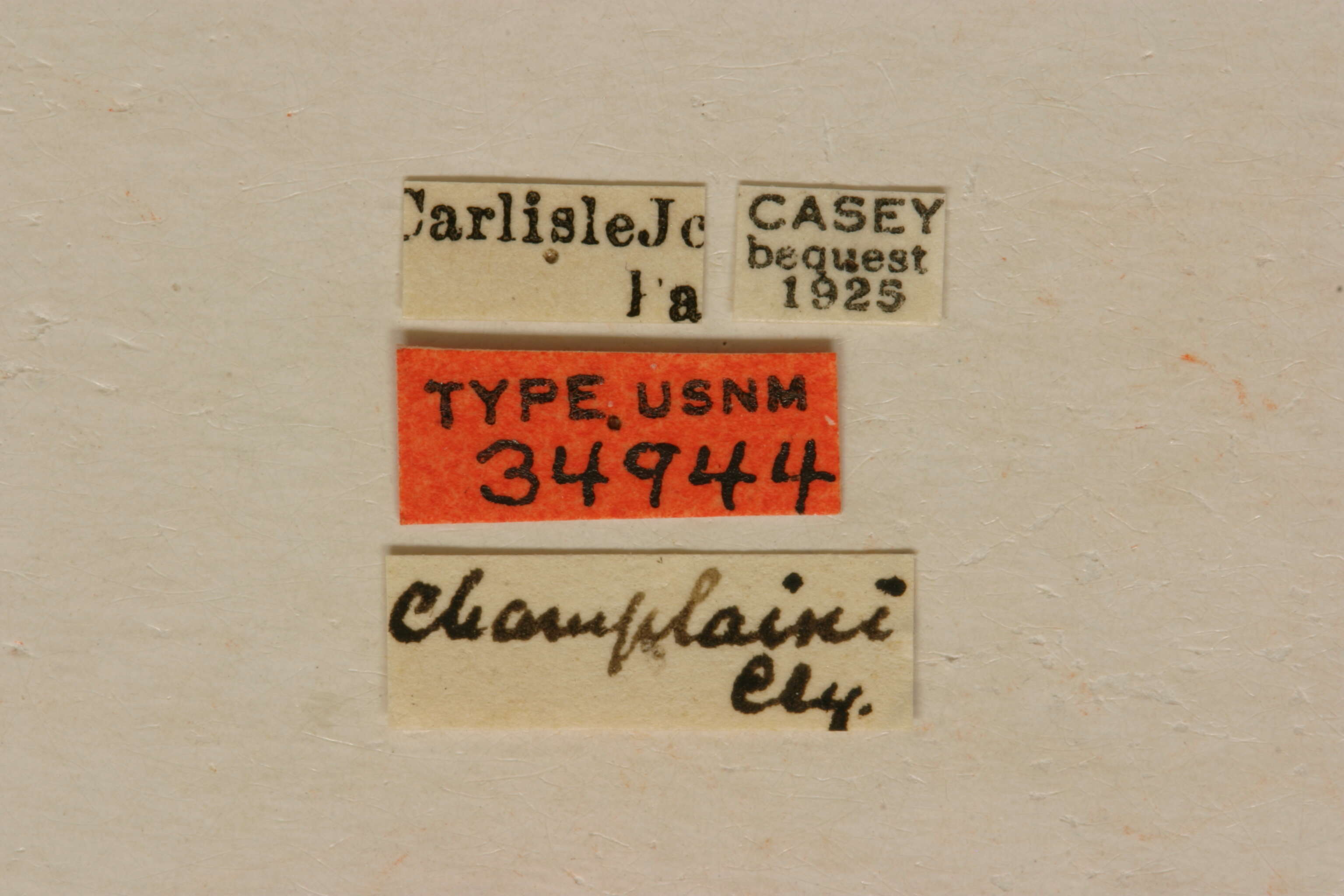 Image of Brachyleptura champlaini Casey 1913