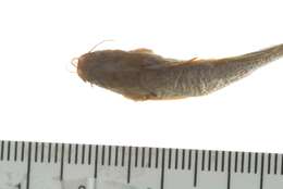 Image of Twospot catfish