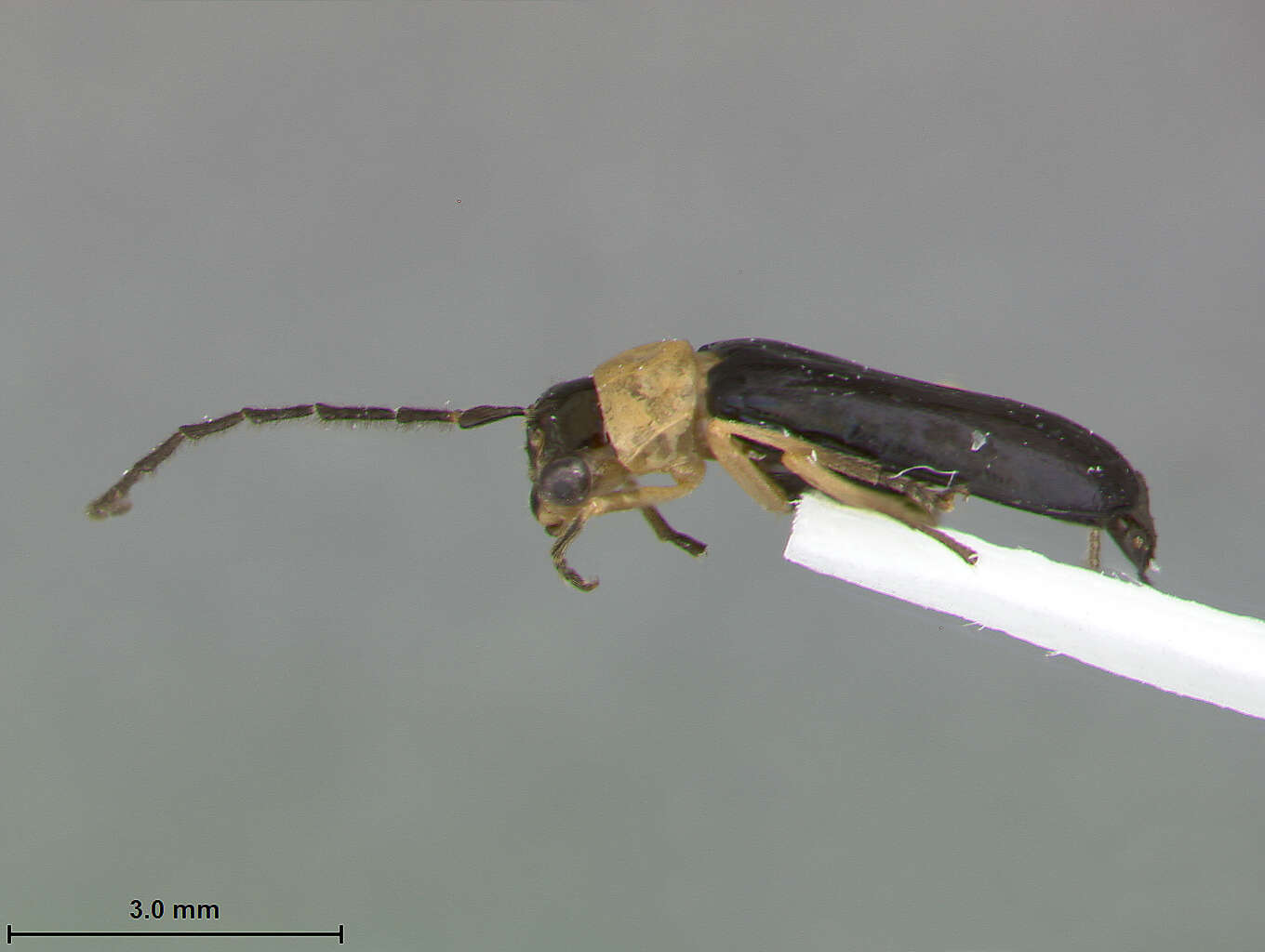 Image of Hyphaenia