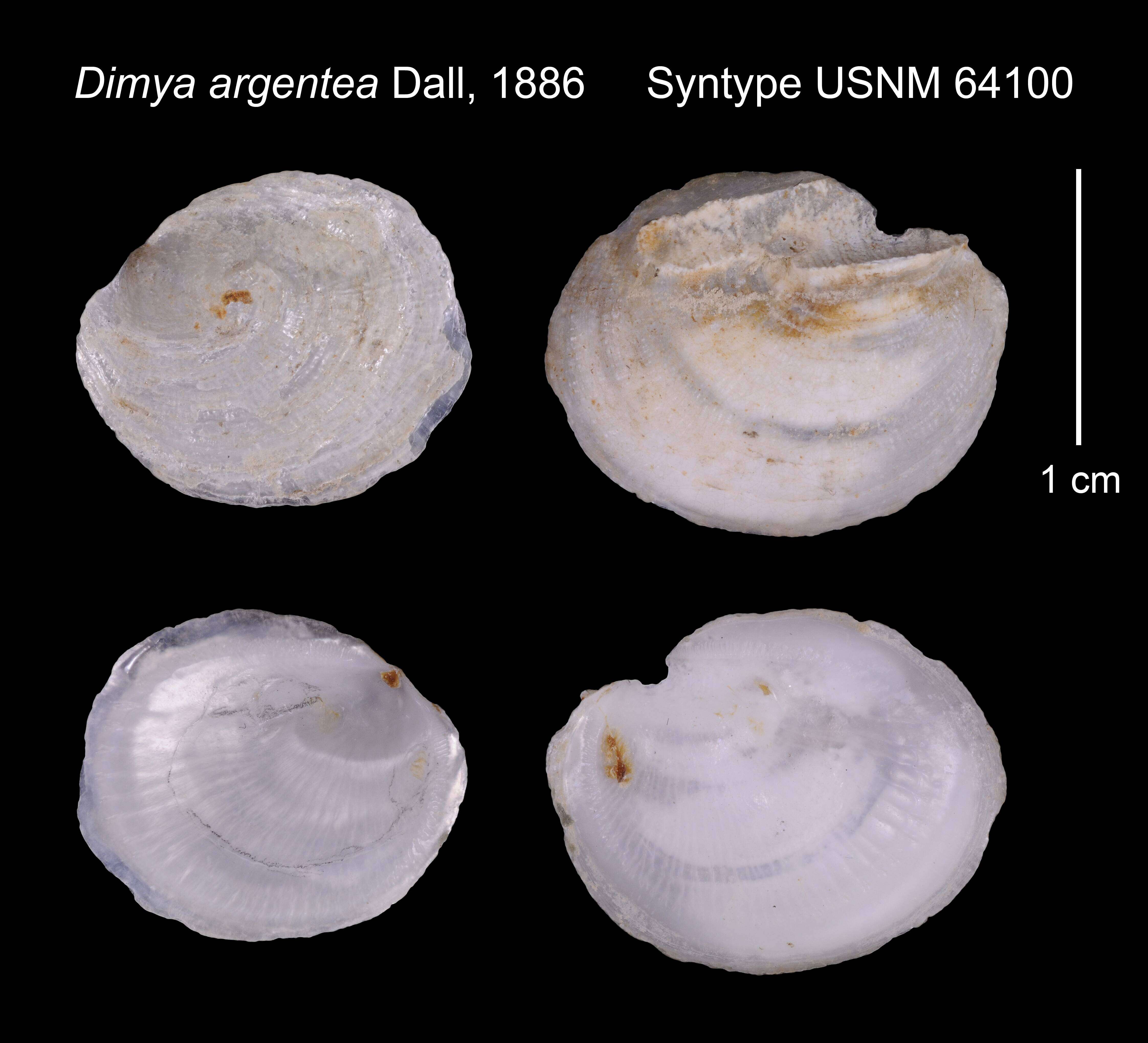 Image of Dimya argentea Dall 1886