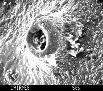 Image of Adelopora pseudothyron Cairns 1982