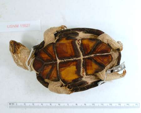 Image of Mississippi mud turtle