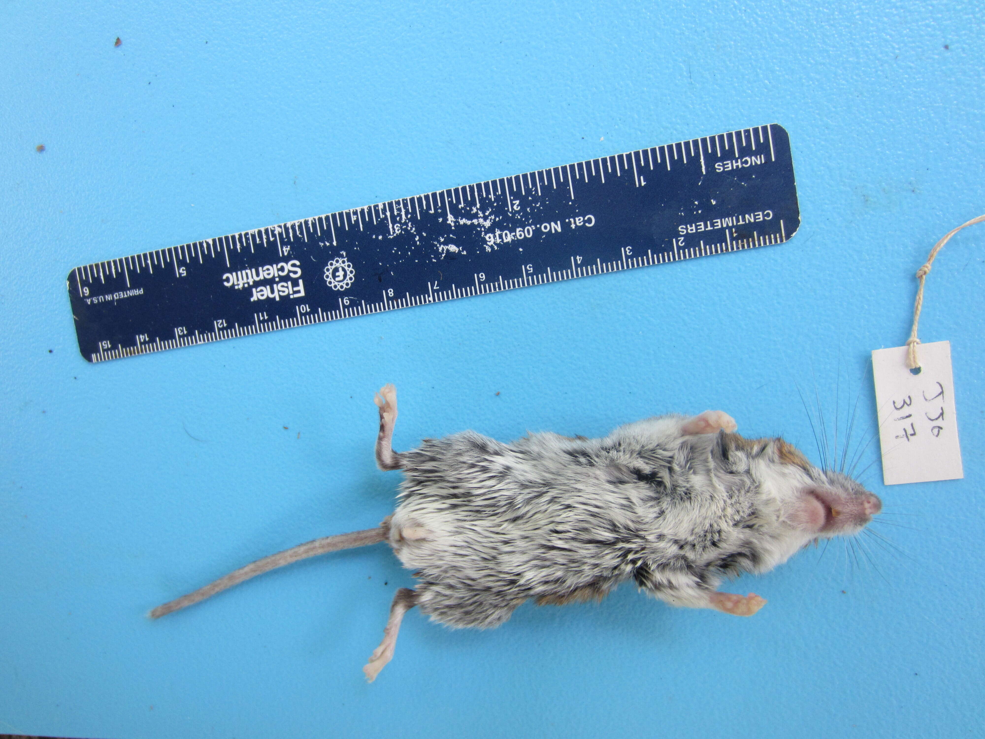 Image of White-footed Deermouse