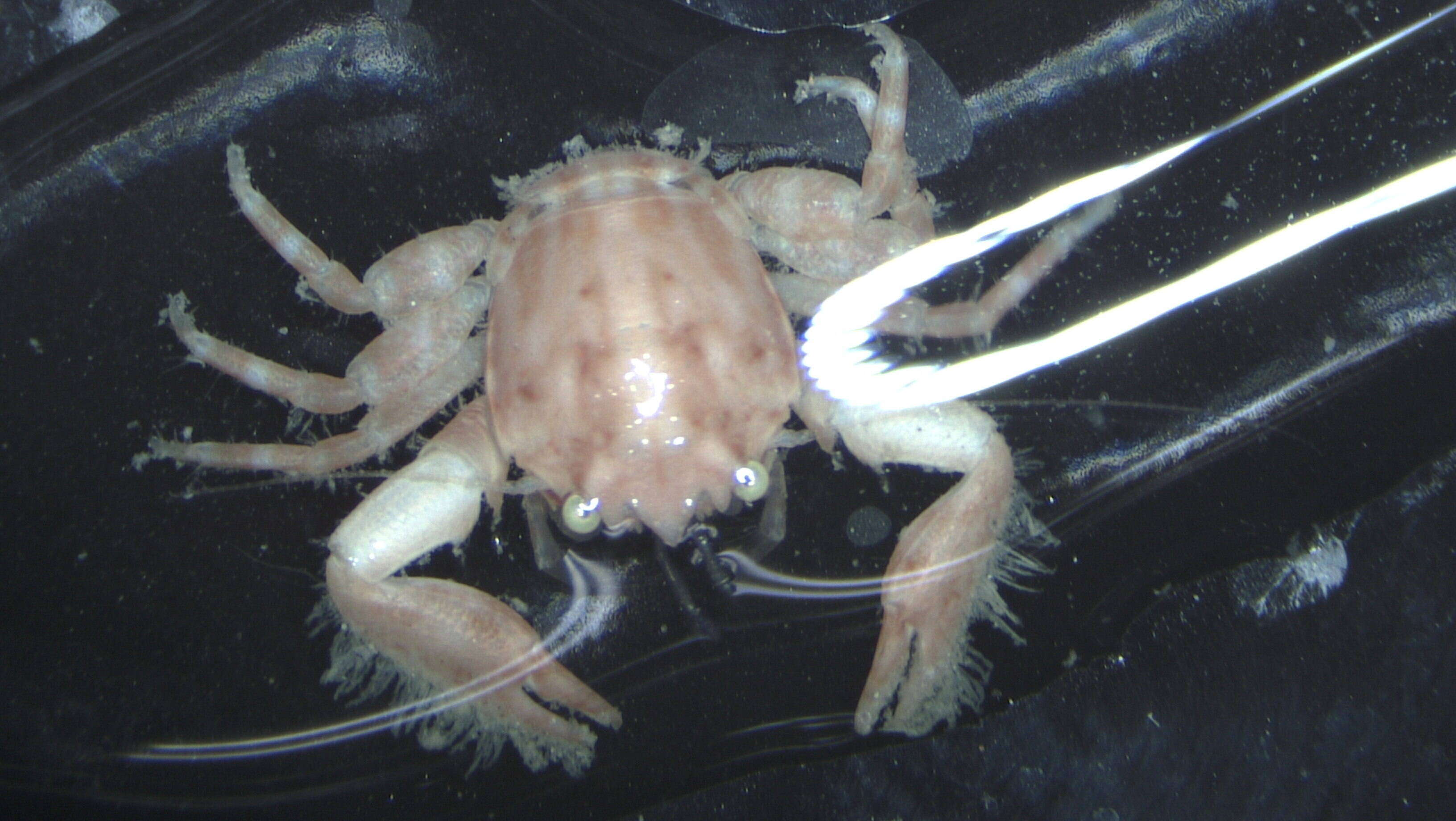 Image of striped porcelain crab