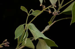 Image of Fridericia pubescens (L.) L. G. Lohmann