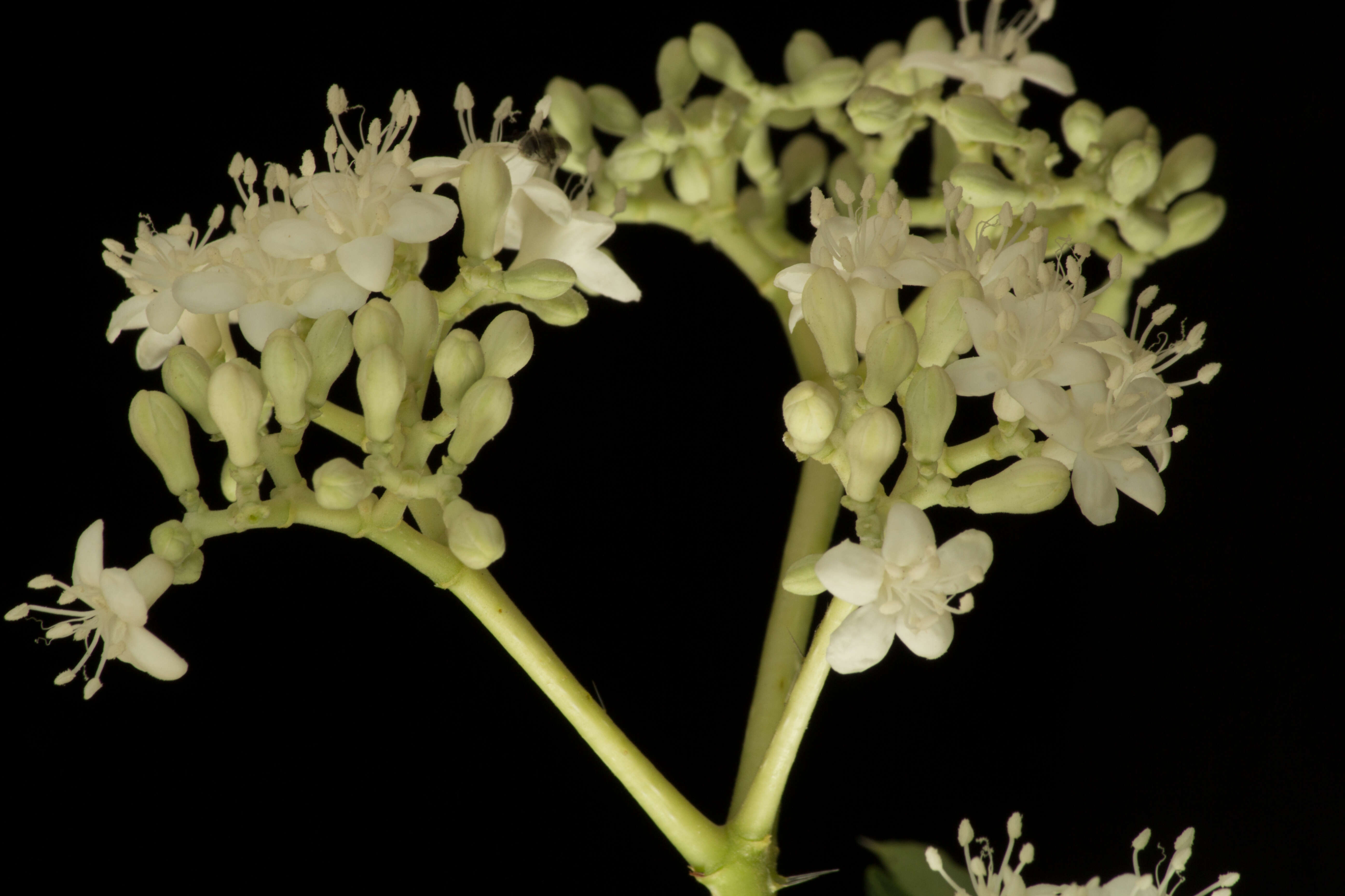 Image of Cnidoscolus tubulosus (Müll. Arg.) I. M. Johnst.