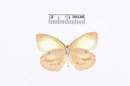 Image of Eurema nigrocincta Dognin 1889