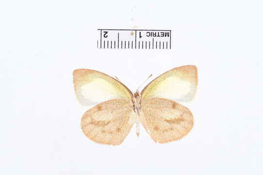 Image of Eurema nigrocincta Dognin 1889