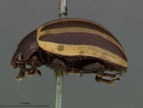 Image of Chrysomela Linnaeus 1758