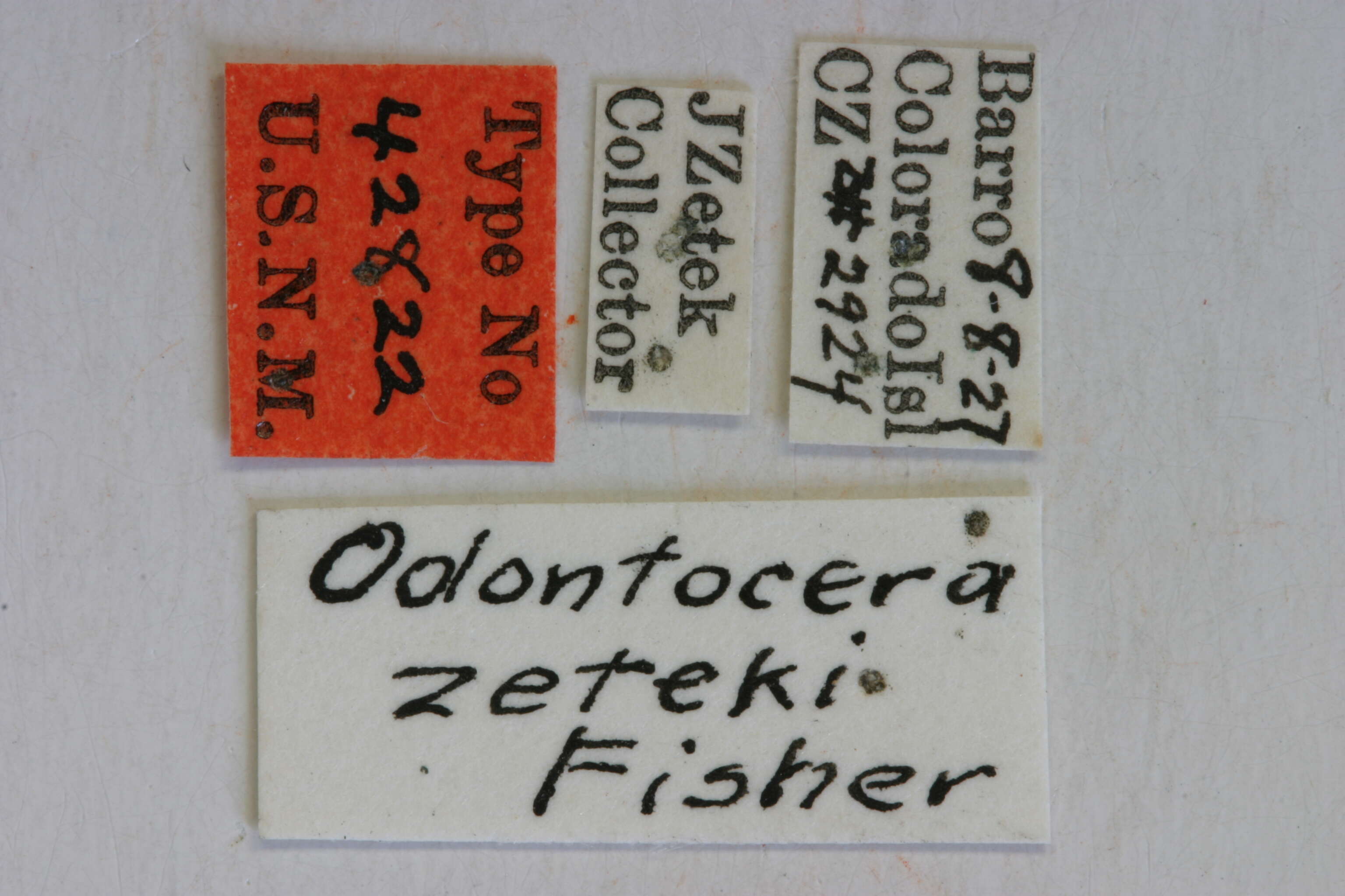 Image of Odontocera zeteki Fisher 1930
