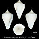 صورة Conus sennottorum Rehder & Abbott 1951