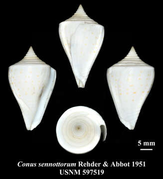 صورة Conus sennottorum Rehder & Abbott 1951