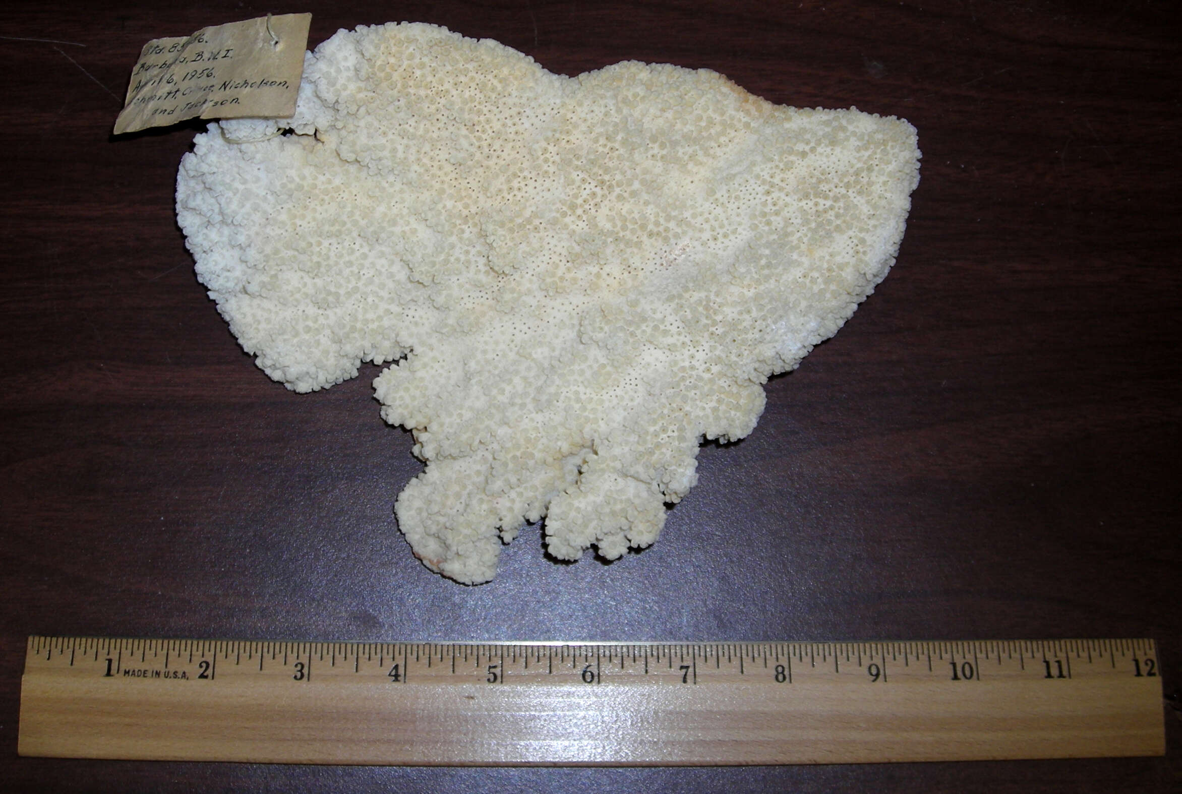 Image of Elkhorn Coral