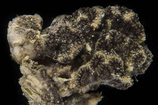 Image of Star ascidian