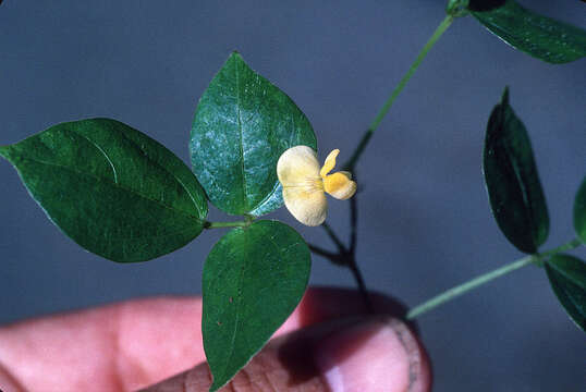 Image of cutleaf groundcherry