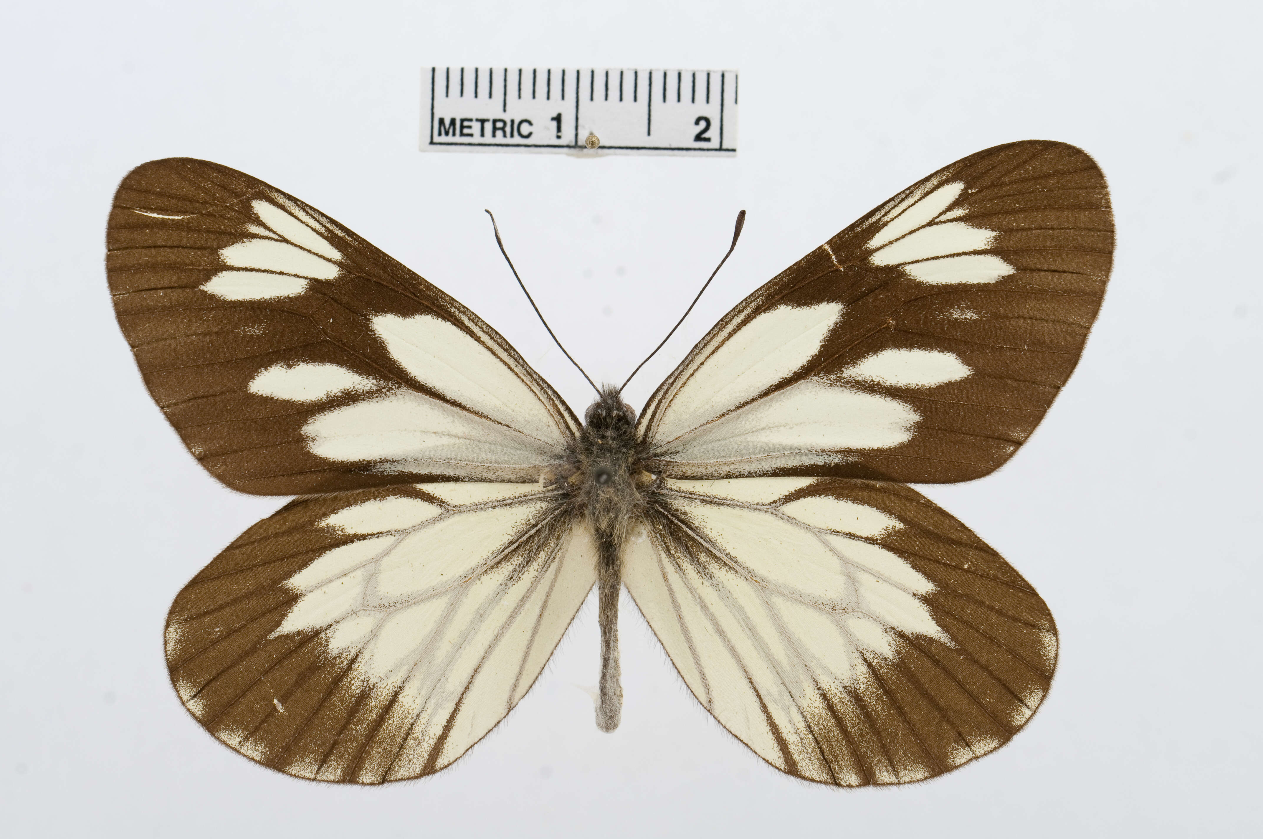 Image of Aporia acraea (Oberthür 1885)