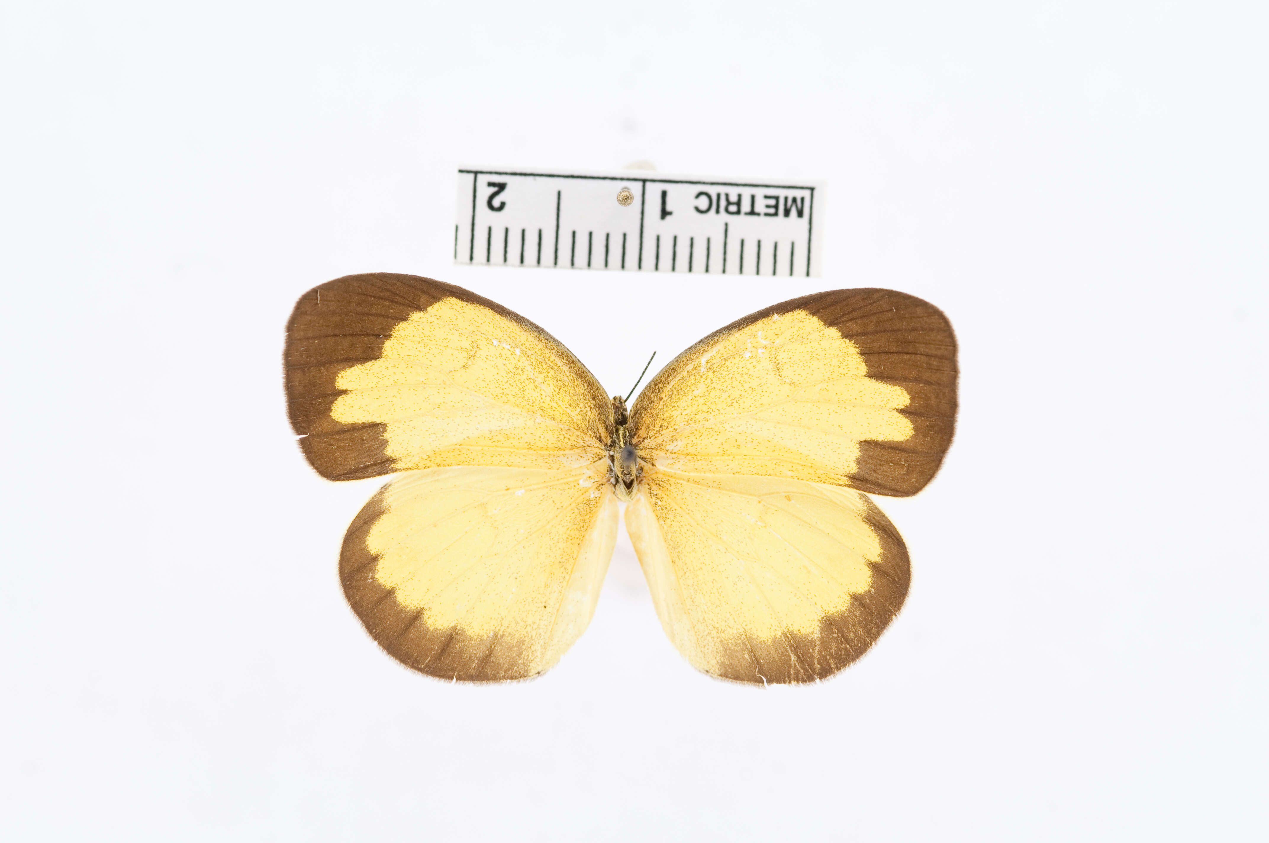 Слика од Eurema alitha (Felder & Felder 1862)